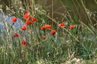 Gelincikler yazın kırsalda bir su deresinin kenarında çiçek açarlar.