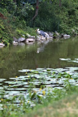İtalya kırsalındaki bir su deresinin kıyısındaki gri balıkçıl.