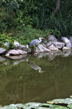 İtalya kırsalındaki bir su deresinin kıyısındaki gri balıkçıl.