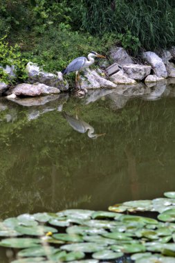 İtalya kırsalındaki bir su deresinin kıyısındaki gri balıkçıl.