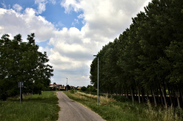 意大利农村的一个桦树种植园旁边 一条水边的自行车道 — 图库照片