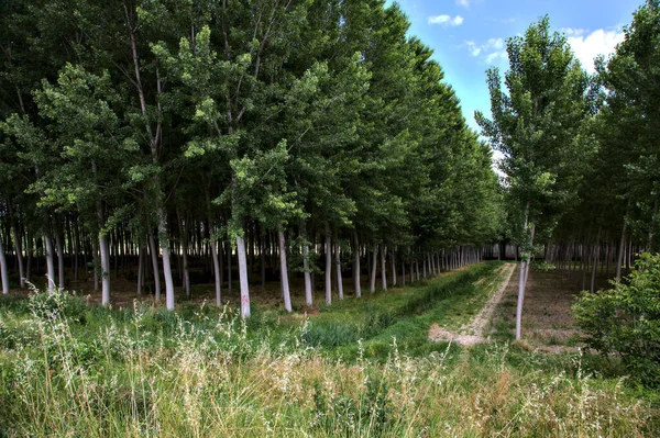 Dirt Path Birch Trees Plantation Italian Countryside — Stock fotografie