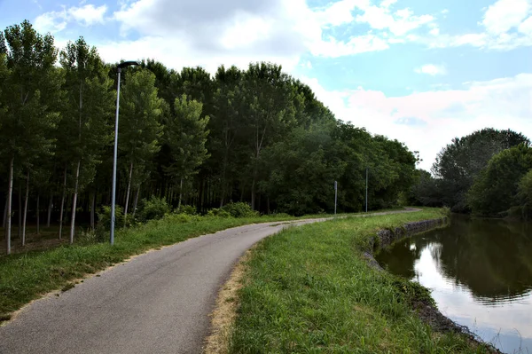 Carriles Bici Junto Arroyo Agua Junto Una Plantación Abedules Campo — Foto de Stock