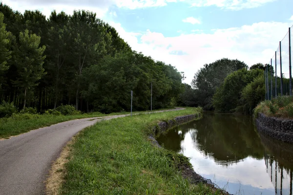 Carriles Bici Junto Arroyo Agua Junto Una Plantación Abedules Campo — Foto de Stock