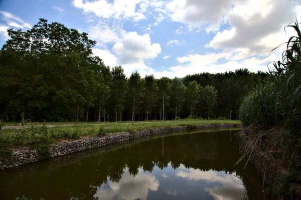 Piste Cyclable Côté Ruisseau Eau Côté Une Plantation Bouleaux Dans — Photo