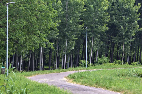 イタリアの田舎の白樺の木のプランテーションの隣の水の流れの横の自転車道 — ストック写真