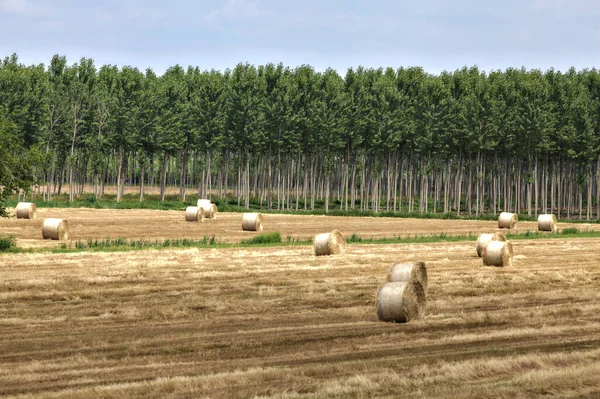 Wyrzucone Pole Belami Siana Graniczącymi Latem Plantacją Brzozy Włoskiej Wsi — Zdjęcie stockowe