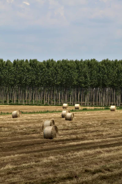 Threshed Field Bales Hay Bordered Birch Trees Plantation Summer Italian — Φωτογραφία Αρχείου