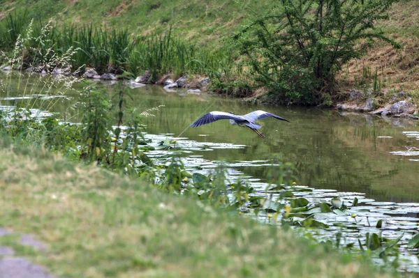 Graureiher Fliegt Der Nähe Der Wasseroberfläche Der Italienischen Landschaft — Stockfoto