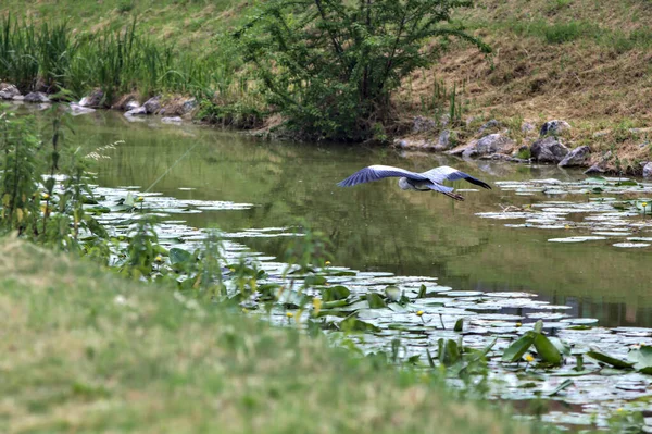 Graureiher Fliegt Der Nähe Der Wasseroberfläche Der Italienischen Landschaft — Stockfoto