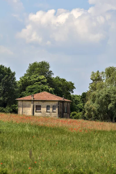 여름에 이탈리아 시골의 양귀비 버려진 — 스톡 사진