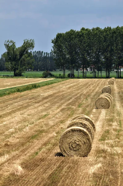 Bales Hay Field Italian Countryside Summer — Φωτογραφία Αρχείου