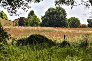 Açık bir yaz gününde gelinciklerle kaplı ekilmemiş tarla