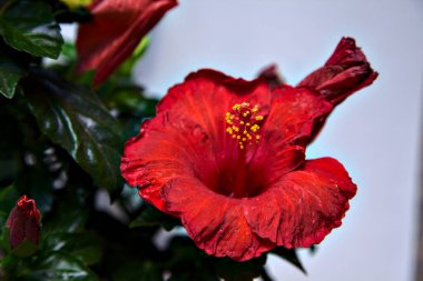 Beyaz bir zemin ve parlak bir ışık üzerinde çiçek açan kırmızı amber çiçeği.