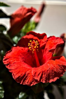 Beyaz bir zemin ve parlak bir ışık üzerinde çiçek açan kırmızı amber çiçeği.