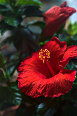 Beyaz bir zemin ve parlak bir ışık üzerinde çiçek açan kırmızı amber çiçeği.