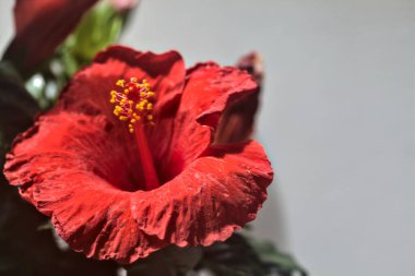 Beyaz bir zemin ve parlak bir ışık üzerinde çiçek açan kırmızı amber çiçeği.