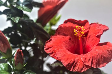 Beyaz bir zemin ve parlak bir ışık üzerinde çiçek açan kırmızı amber çiçeği.