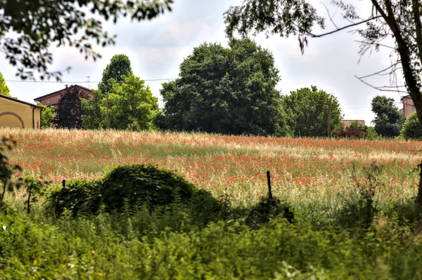 Uncultivated Field Covered Poppies Clear Day Summer — Stock Photo, Image