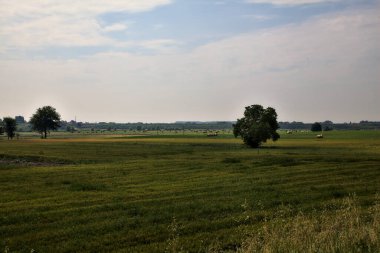 Yazın İtalya kırsalında bir tarlanın ortasındaki ağaç.