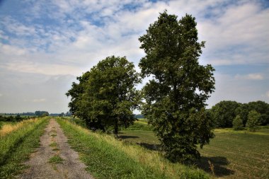 Yazın İtalya 'nın kırsalında bir dizi selvi ile çevrili bir nehir kenarındaki bisiklet yolu.