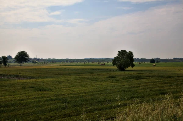 Árvore Meio Campo Campo Italiano Verão — Fotografia de Stock