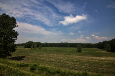 Yazın İtalya kırsalında bir tarlanın yanındaki selvi tarlası.