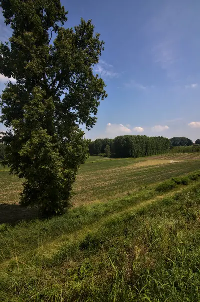 Fila Ciprestes Lado Campo Campo Italiano Verão — Fotografia de Stock