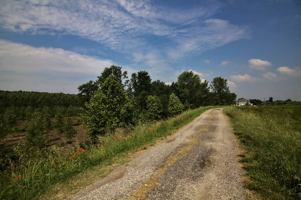 Caminho Bicicleta Banco Meio Dos Campos Zona Rural Italiana Verão — Fotografia de Stock