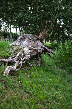 Göl kıyısında ağaç kütüğü