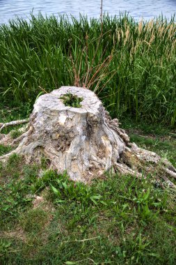Göl kıyısında ağaç kütüğü