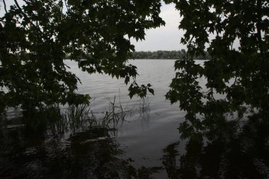 Su yüzeyindeki akçaağaç dalları ve üzerindeki yansımaları.