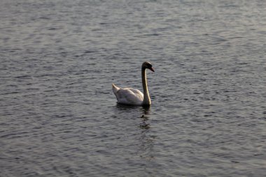 Kuğular yazın gün batımında gölde yüzerler.