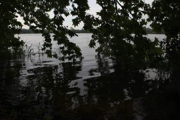 Maple Branches Water Surface Reflections — Stock Photo, Image