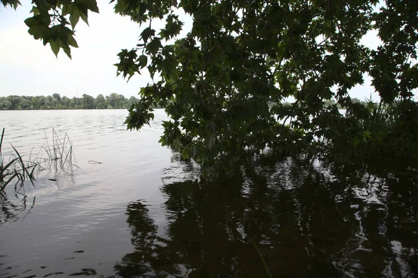 水面上的枫枝及其反光 — 图库照片