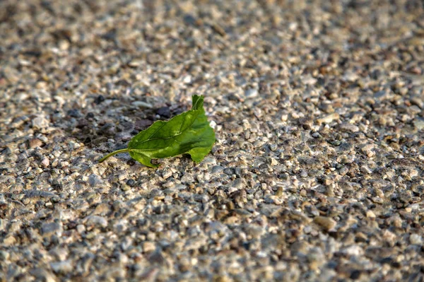 Hoja Verde Sobre Asfalto Atardecer — Foto de Stock