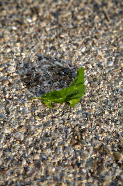Зеленый Лист Асфальте Закате — стоковое фото