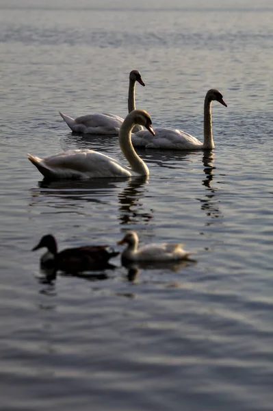 日落时成群结队的天鹅和野鸭一起游泳 — 图库照片