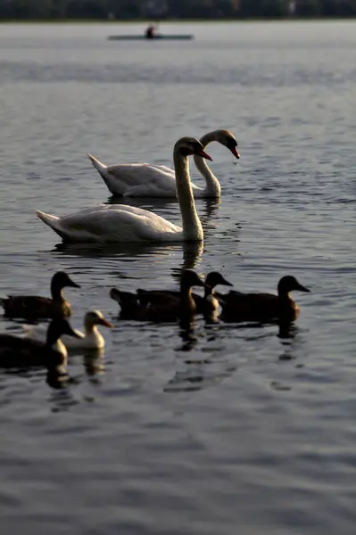 日落时成群结队的天鹅和野鸭一起游泳 — 图库照片