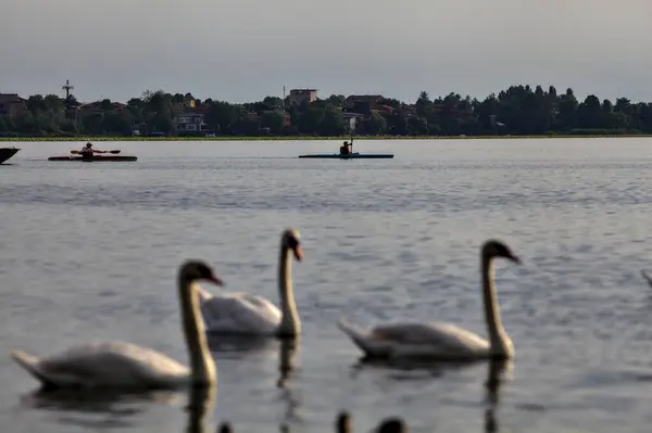 夕暮れ時に湖に白鳥がいるカヌー — ストック写真