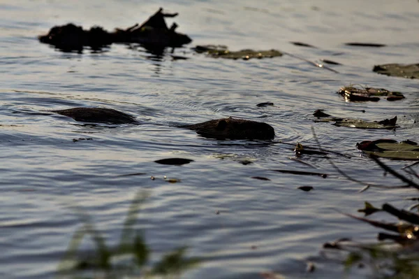 Gün Batımında Bir Gölün Kıyısında Yüzen Nutria — Stok fotoğraf