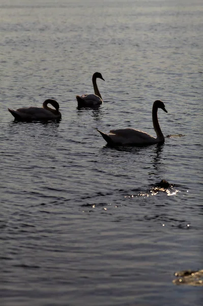 夏天的日落时天鹅在湖上游泳 — 图库照片