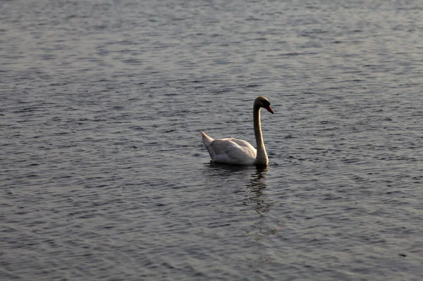 Swans Swimming Lake Sunset Summer — Stock Photo, Image