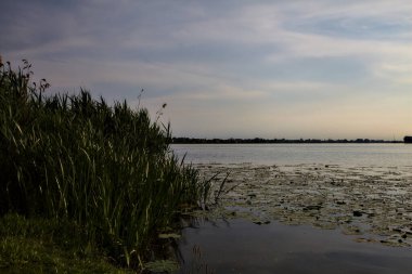 Yazın gün batımında kamışlı bir gölün kıyısında.