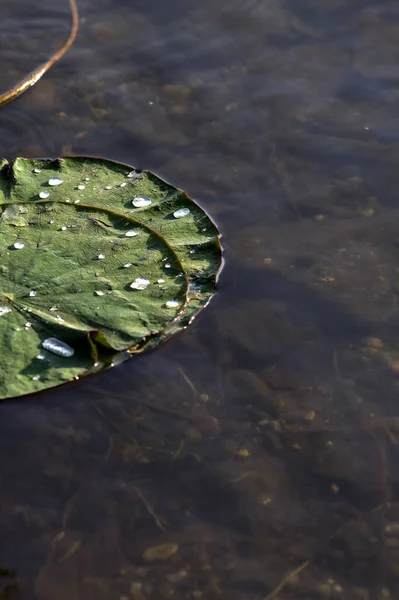 夕暮れ時に湖に浮かぶ水の滴とユリのパッド — ストック写真