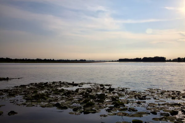 夏天落日的湖面上漂浮着百合花垫 — 图库照片