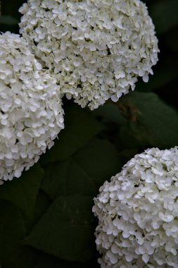 Beyaz ortanca çiçekleri ve yeşillikleri yakından görülüyor.