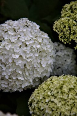 Beyaz ortanca çiçekleri ve yeşillikleri yakından görülüyor.