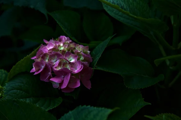 Розовые Гортензии Соцветие Листьями Видели Вблизи — стоковое фото