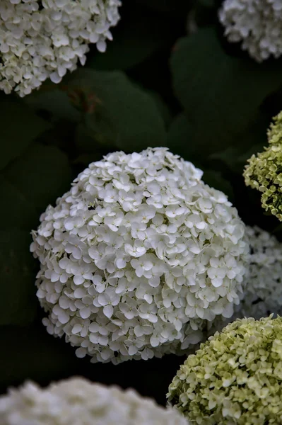 Inflorescencias Hortensias Blancas Con Follaje Visto Cerca — Foto de Stock